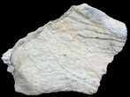 Triceratops Frill Shield Section - Montana #71244-1
